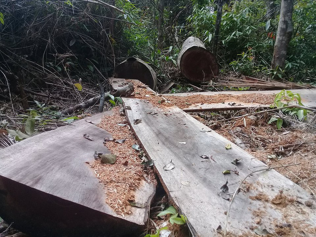 Gia[-]Lai:[-]Gỗ[-]"khủng"[-]bị[-]đốn[-]hạ[-]ngay[-]sát...[-]trạm[-]bảo[-]vệ[-]rừng